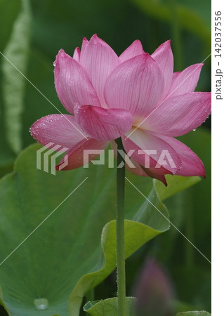 開きかけた蓮の花 開きかけた蓮の花 142037556