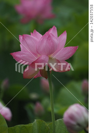 ピンク色の大きな花 ピンク色の大きな花 142037558