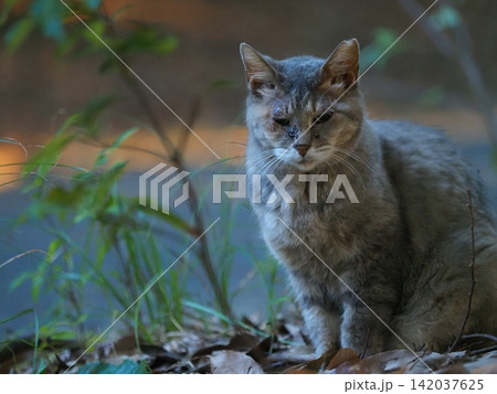 山田池公園でこちらを見る灰色の猫 山田池公園でこちらを見る灰色の猫 142037625