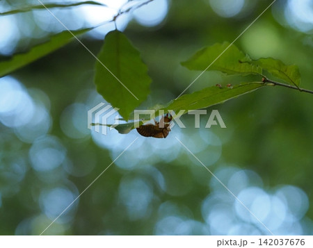 夏の緑の葉に残るセミの抜け殻 夏の緑の葉に残るセミの抜け殻 142037676
