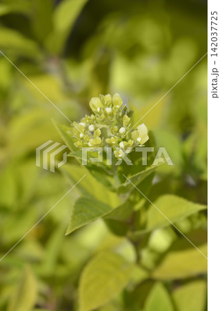 Paniculate hydrangea Limelight Paniculate hydrangea Limelight 142037725