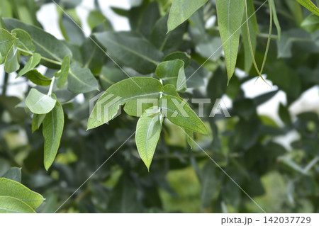 Southern blue gum 142037729