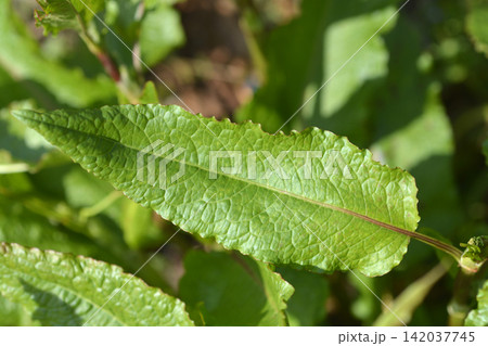 Green curly dock leaf with wavy edges Green curly dock leaf with wavy edges 142037745