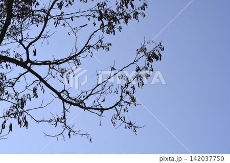 Black locust tree branches with seed pods against blue sky Black locust tree branches with seed pods against blue sky 142037750