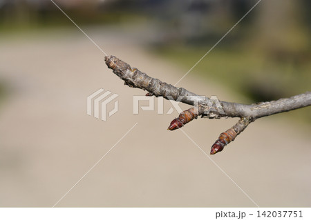 Tulip tree branch with dormant buds in early spring Tulip tree branch with dormant buds in early spring 142037751