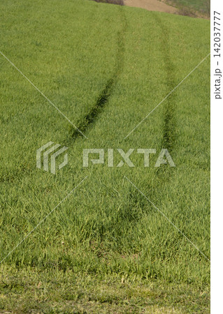 Tire tracks in a lush green grass field Tire tracks in a lush green grass field 142037777