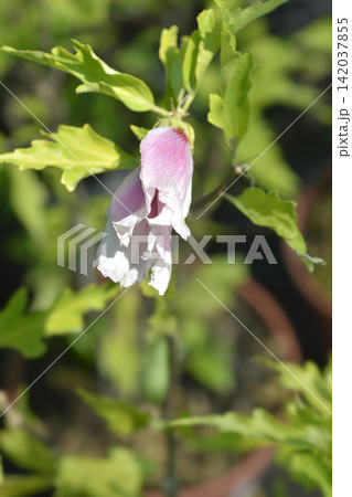 Rose of sharon Starburst chiffon opening bud Rose of sharon Starburst chiffon opening bud 142037855