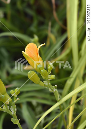 Longfields Kitten daylily closed flower bud Longfields Kitten daylily closed flower bud 142037856