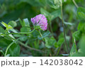 朝露と緑の葉の中に咲く一輪のアカツメクサ(ムラサキツメクサ) 朝露と緑の葉の中に咲く一輪のアカツメクサ(ムラサキツメクサ) 142038042