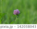 緑の草原に咲く一輪のアカツメクサ(コピースペースあり) 緑の草原に咲く一輪のアカツメクサ(コピースペースあり) 142038043