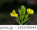 雨上がりの水滴がついたメマツヨイグサ(雌待宵草)の花と蕾 雨上がりの水滴がついたメマツヨイグサ(雌待宵草)の花と蕾 142038044