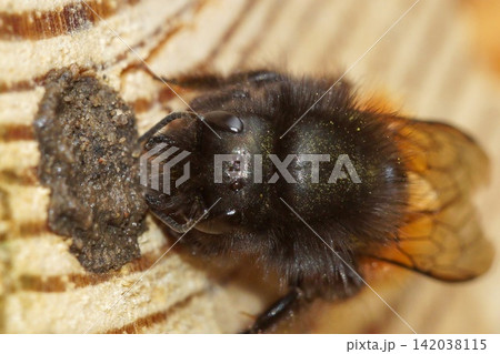 Closeup on a vibrant colored and fluffy, cute female European orchard or mason bee , Osmia cornuta closing of her nest with mud Closeup on a vibrant colored and fluffy, cute female European orchard or mason bee , Osmia cornuta closing of her nest with mud 142038115