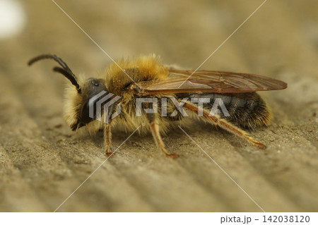 Closeup on a fresh emerged male Orange-tailed mining bee, Andrena haemorrhoa on wood Closeup on a fresh emerged male Orange-tailed mining bee, Andrena haemorrhoa on wood 142038120
