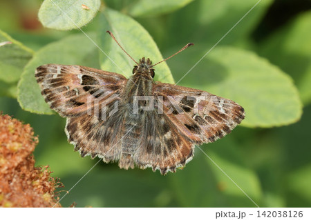 Closeup on a brown small fresh emerged Mallow skipper , Carcharodus alceae, with spread wings 142038126