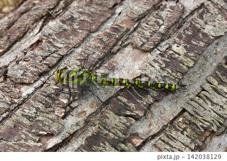 Vibrant green and yellow Southern Hawker dragonfly , Aeshna cyanea rests on textured tree bark in a close-up view Vibrant green and yellow Southern Hawker dragonfly , Aeshna cyanea rests on textured tree bark in a close-up view 142038129