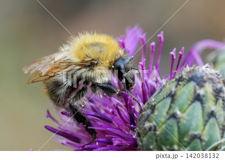 Closeup on a cute Common carder bee, Bombus pascuorum feeding on a purple flowering greater knapweed, Centaurea scabiosa Closeup on a cute Common carder bee, Bombus pascuorum feeding on a purple flowering greater knapweed, Centaurea scabiosa 142038132