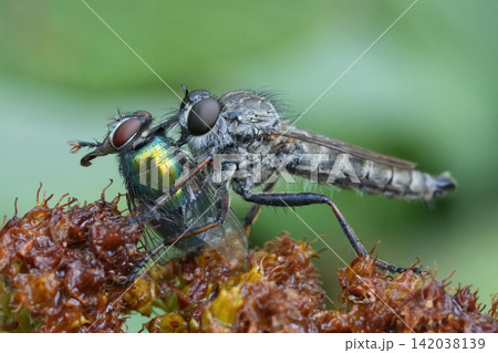 Closeup on a Male Kite-tailed robberfly, Tolmerus atricapillus feeding, predating on a green Lucillia bottle fly Closeup on a Male Kite-tailed robberfly, Tolmerus atricapillus feeding, predating on a green Lucillia bottle fly 142038139