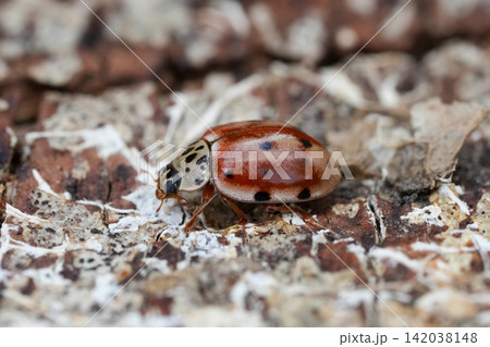 Closeup on a colorful small cream-streaked or four-spot ladybird Harmonia quadripunctata 142038148