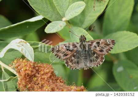 Closeup on a brown small fresh emerged Mallow skipper , Carcharodus alceae, with spread wings on a shrub Closeup on a brown small fresh emerged Mallow skipper , Carcharodus alceae, with spread wings on a shrub 142038152