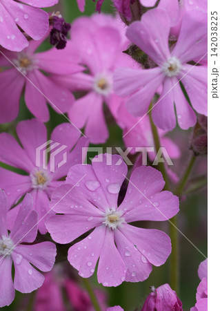 Vertical closeup on a pink flowering Red Campion wildflower, Silene diocia in the garden Vertical closeup on a pink flowering Red Campion wildflower, Silene diocia in the garden 142038225
