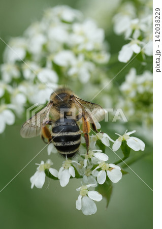 Closeup on a female yellow-legged mining bee, Andrena flavipes feeding on White flowers Closeup on a female yellow-legged mining bee, Andrena flavipes feeding on White flowers 142038229