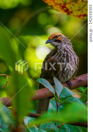 シンガポールで撮影された木の枝にとまる絶滅危惧種の野鳥、キガシラヒヨドリ 142038303