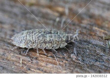 Close-up macro of an unusual grey small crustacean, rough woodlouse, Porcelio scaber invertebrate, on textured wooden surface Close-up macro of an unusual grey small crustacean, rough woodlouse, Porcelio scaber invertebrate, on textured wooden surface 142038312