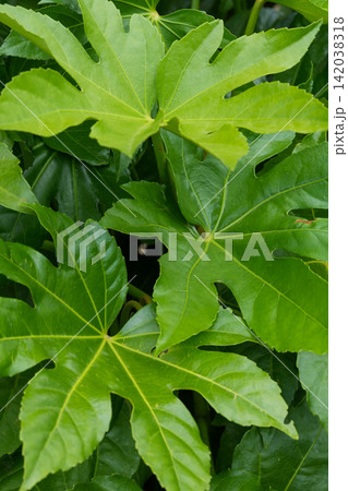 Vibrant green Fatsia japonica foliage provides a natural texture background, showcasing large, healthy plant leaves in lush garden 142038318