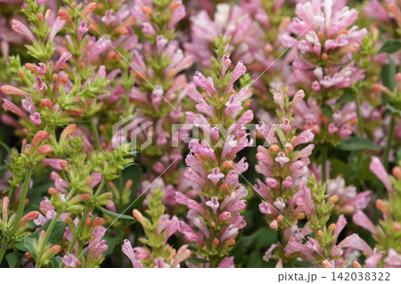 Vibrant cluster of colorful pink Korean mint, Agastache rugosa, blossoms in botanical garden, spring flora details Vibrant cluster of colorful pink Korean mint, Agastache rugosa, blossoms in botanical garden, spring flora details 142038322