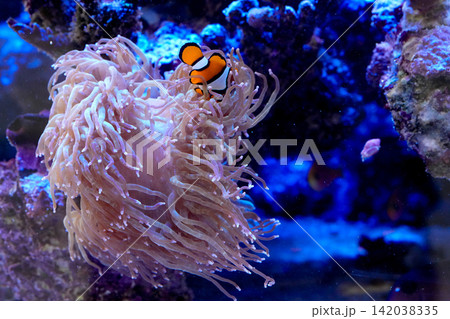 Vibrant clownfish find sanctuary within the protective tentacles of a sea anemone on a vivid coral reef Vibrant clownfish find sanctuary within the protective tentacles of a sea anemone on a vivid coral reef 142038335