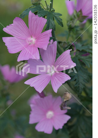 Vibrant Purple Musk mallow, Malva moschataFlowers Blossom in a Lush Green Garden, Highlighting Nature's Delicate Beauty Vibrant Purple Musk mallow, Malva moschataFlowers Blossom in a Lush Green Garden, Highlighting Nature's Delicate Beauty 142038336