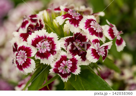 Vibrant Bicolor dianthus barbatus Flower Cluster with Deep Magenta Centers and White Edges, Lush Green Foliage, Daytime Bloom 142038360