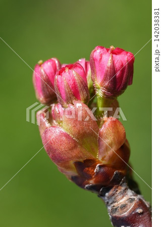 Close up of vibrant pink Japanese Cherry flower buds emerging on a branch, signaling spring arrival and new life Close up of vibrant pink Japanese Cherry flower buds emerging on a branch, signaling spring arrival and new life 142038381