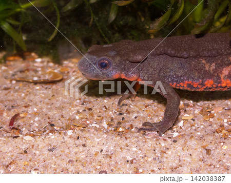 Closeup on a male Japanese fire-bellied newt, Cynops pyrrhogaster Closeup on a male Japanese fire-bellied newt, Cynops pyrrhogaster 142038387