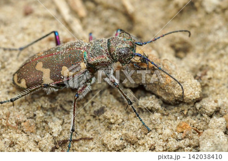 Close Up of a Northern dune tiger beetle, Cicindela hybrida sitting on sandy soil on Sand with Detailed Carapace and Legs 142038410