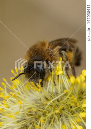 Close Up of a Hairy brown female Early Cellophane Bee, Colletes cunicularius Collecting Nectar and Pollen from Bright Yellow Flower Stamens 142038411
