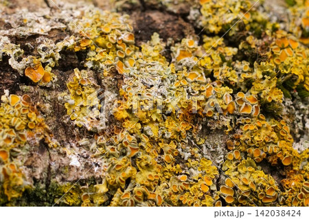 Vibrant Yellow and Orange Lichen Growth on Tree Bark in a Natural Forest Environment, Close-Up Macro Detail 142038424