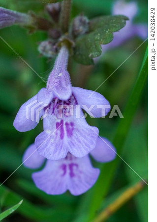 Delicate Purple Ground-ivy, Glechoma hederacea, Flowers Bloom Amidst Green Foliage, Capturing the Beauty of Nature in a Macro Shot Delicate Purple Ground-ivy, Glechoma hederacea, Flowers Bloom Amidst Green Foliage, Capturing the Beauty of Nature in a Macro Shot 142038429