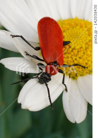 Vibrant Red Common Cardinal beetle, Pyrochroa serraticornis Perch on Daisy Petals: A Close-Up Macro View Vibrant Red Common Cardinal beetle, Pyrochroa serraticornis Perch on Daisy Petals: A Close-Up Macro View 142038430