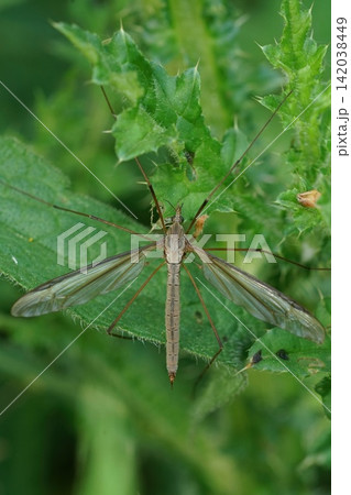 Close-up of a long-legged Marsh crane-fly, Tipula oleracea insect with delicate wings resting on vibrant green foliage Close-up of a long-legged Marsh crane-fly, Tipula oleracea insect with delicate wings resting on vibrant green foliage 142038449