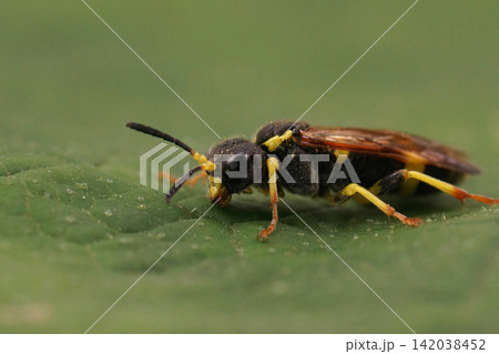 Closeup on a colorful difficult to identify European sawfly, Tenthredo marginella or thompsoni on a green leaf Closeup on a colorful difficult to identify European sawfly, Tenthredo marginella or thompsoni on a green leaf 142038452