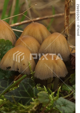 Cluster of Wild Mushrooms in Natural Woodland Setting Among Green Foliage and Moss Cluster of Wild Mushrooms in Natural Woodland Setting Among Green Foliage and Moss 142038462