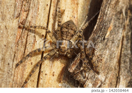 Tiny Crab Spider Camouflaged on Tree Bark in Natural Habitat, Close Up Macro Shot of Arachnid Tiny Crab Spider Camouflaged on Tree Bark in Natural Habitat, Close Up Macro Shot of Arachnid 142038464
