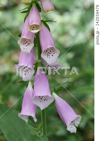 Closeup on a flowering light Purple Foxglove Digitalis purpurea in the forest Closeup on a flowering light Purple Foxglove Digitalis purpurea in the forest 142038478