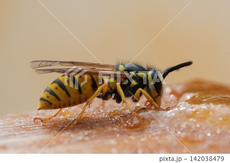 Close up of a yellow and black striped German yellow-jacket wasp, Vespula germanica with translucent wings feed on sweet substance 142038479