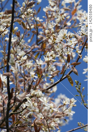 Closeup on a rich white flowering Blooming serviceberry, Amelanchier lamarckii against a clear blue sky Closeup on a rich white flowering Blooming serviceberry, Amelanchier lamarckii against a clear blue sky 142038480