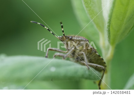 Extreme closeup on the Hairy Shieldbug or Sloe bug, Dolycoris baccarum in the garden Extreme closeup on the Hairy Shieldbug or Sloe bug, Dolycoris baccarum in the garden 142038481