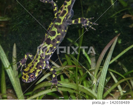 Closeup on the endangered European Marbled newt, Triturus marmoratus from France 142038489