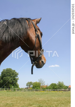 Majestic Brown Equine Head with Bridle against a Clear Blue Sky in a Sunny Pasture Landscape 142038501