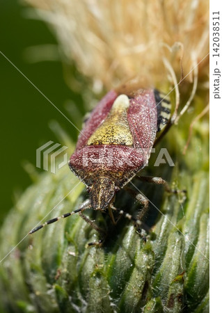 Dolycoris baccarum Sloe Stink Bug Resting on a Green Thistle Flower Bud with Soft Focus Background Dolycoris baccarum Sloe Stink Bug Resting on a Green Thistle Flower Bud with Soft Focus Background 142038511